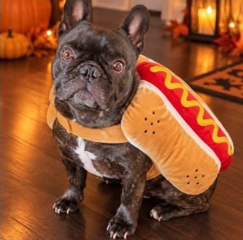 Marv in a digital hot dog costume try-on